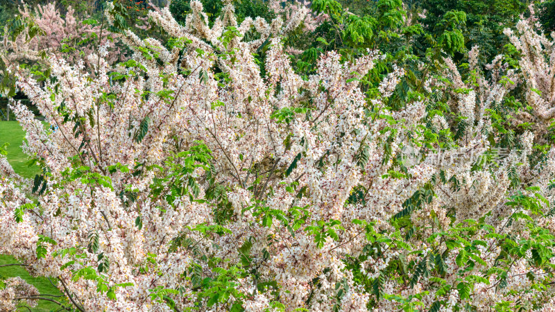 花旗木（泰国樱花）