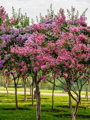 盛开的紫薇树花