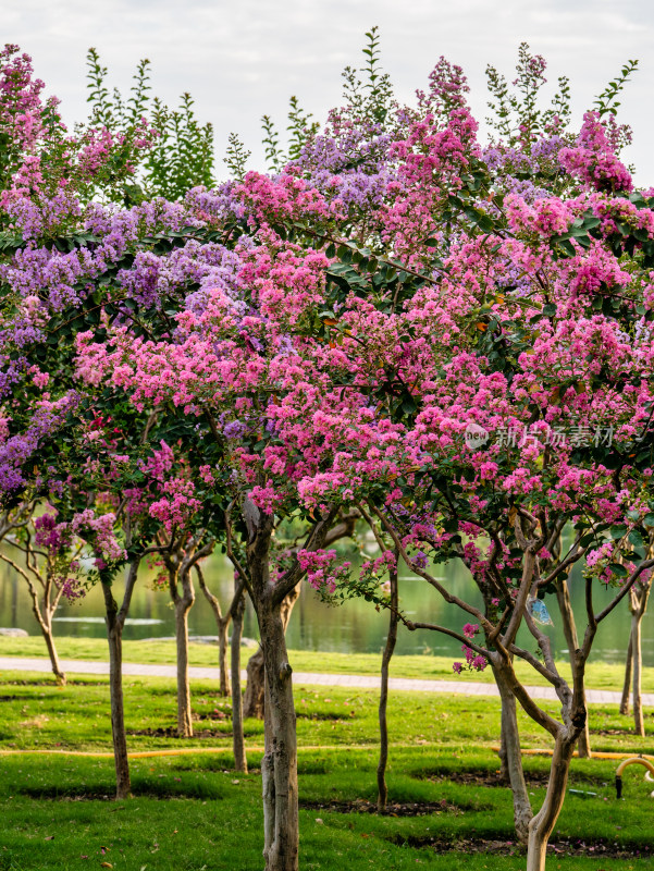 盛开的紫薇树花