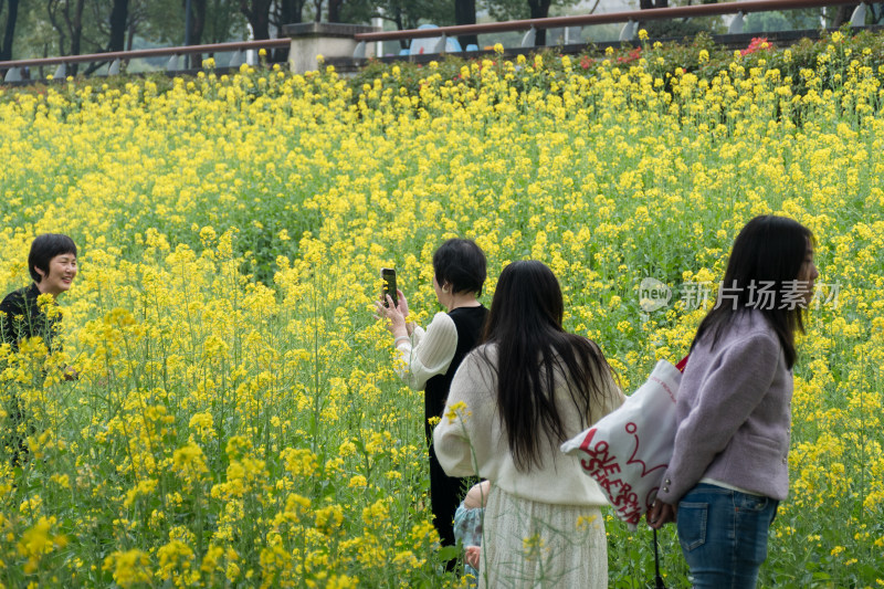 福州花海公园游客漫步观赏黄色油菜花田