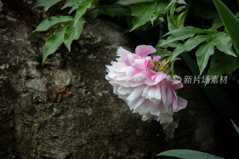 雨后挂满水珠的粉白色芍药花特写