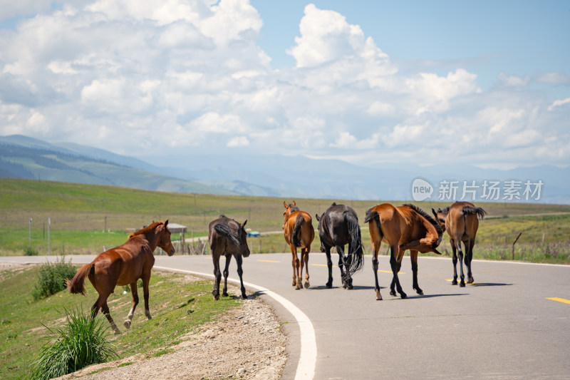 新疆特克斯畜牧业