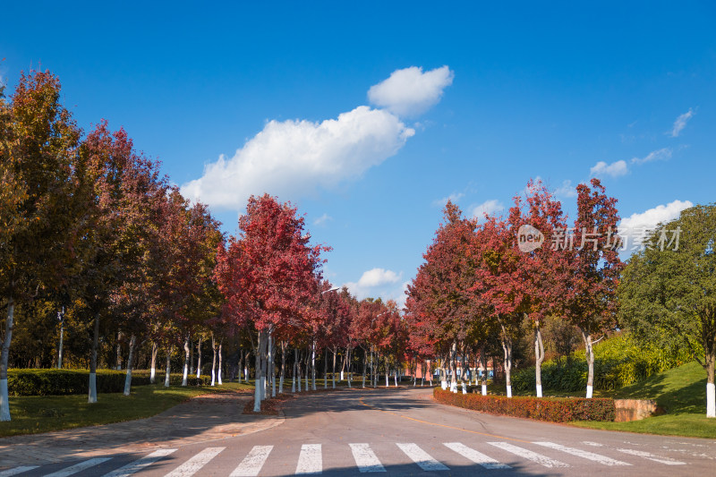 红枫林间道路全景、蓝天白云