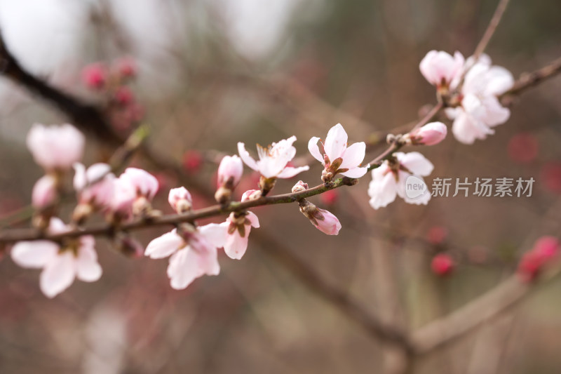 公园里的野桃花特写