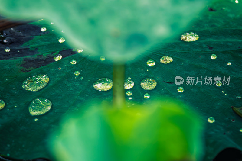 雨后荷叶上的露水珠