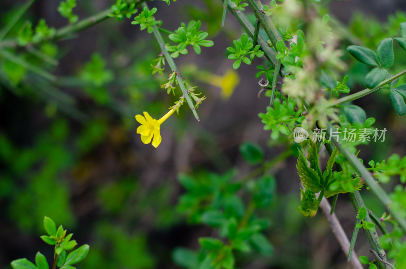 石壁边一枝迎春花花芽