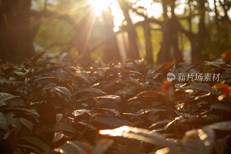 广州流花湖公园里落日下的草丛