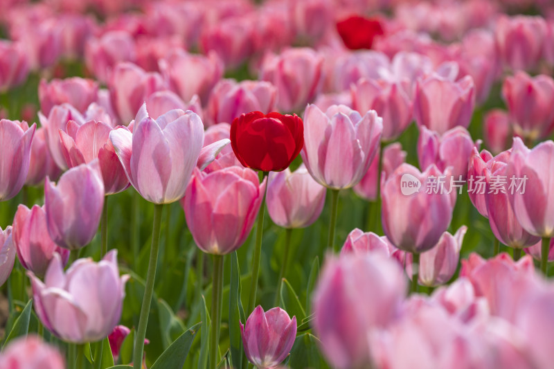 郁金香花