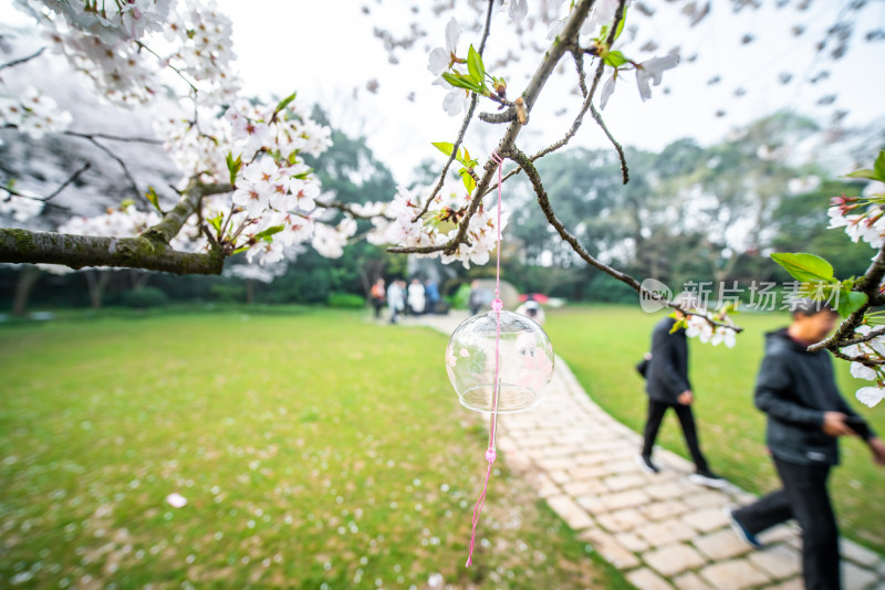 无锡鼋头渚樱花谷