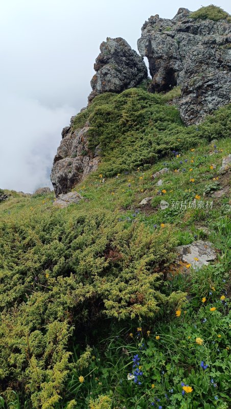 山间岩石与花草植被景观