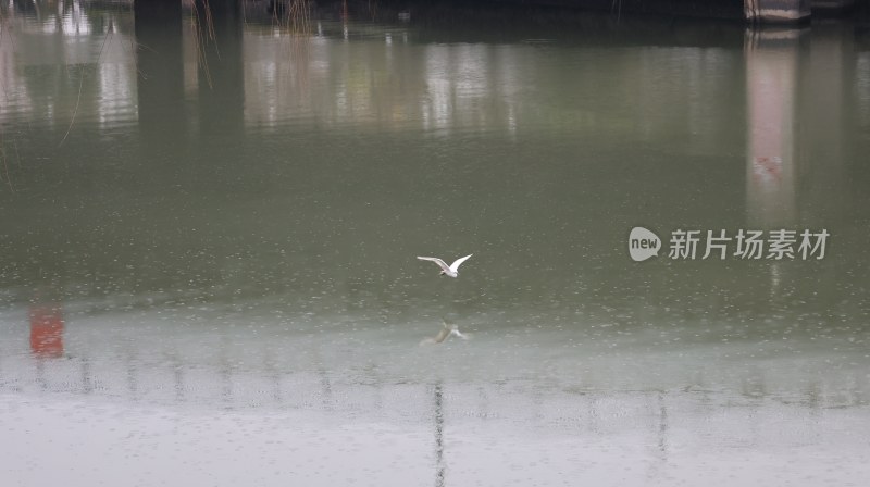 水面上飞翔的白鸟