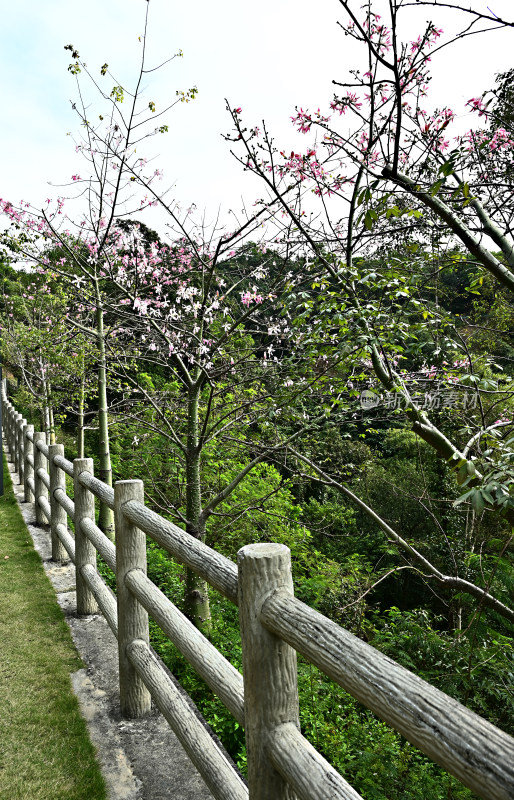 粉红色木棉花盛开景观
