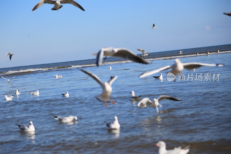 海边飞翔与戏水的海鸥