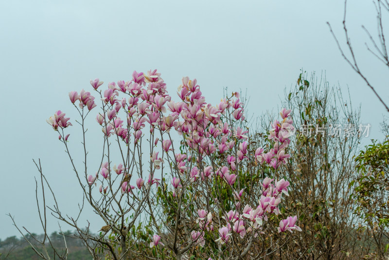 粉红色的玉兰花