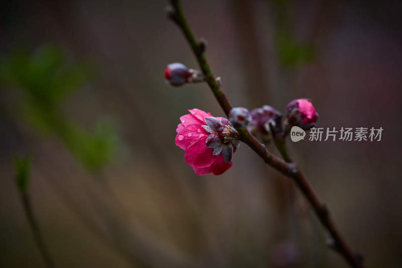 枝头带水珠的粉色花卉特写