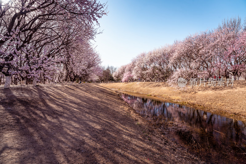 北京奥森公园桃花