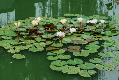 北京国家植物园睡莲