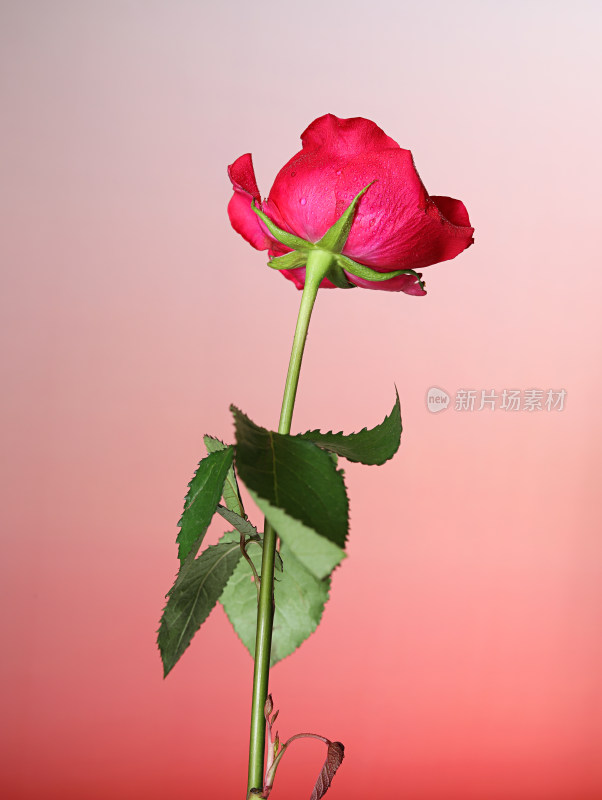 粉色背景上的一支红色玫瑰花