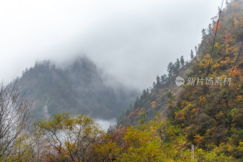 秋天树林云雾山峰