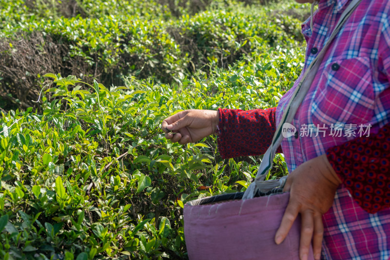 春天茶园采茶