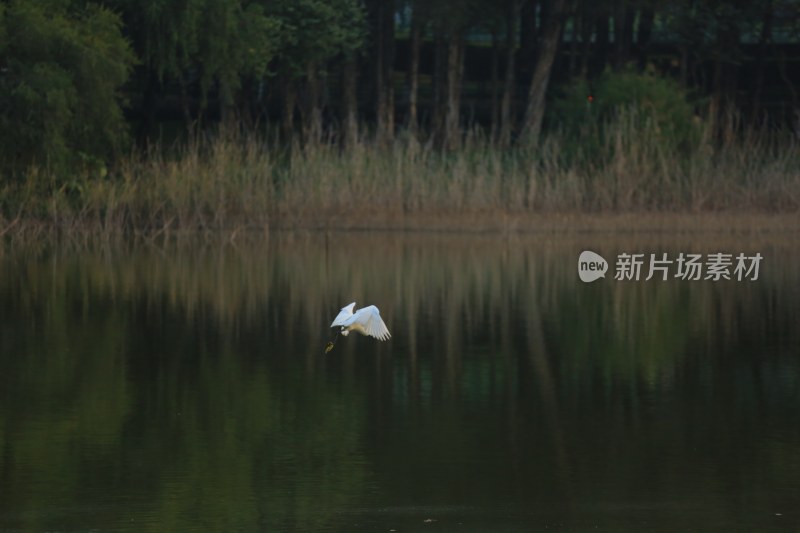 湖面白鹭展翅飞翔的自然景象