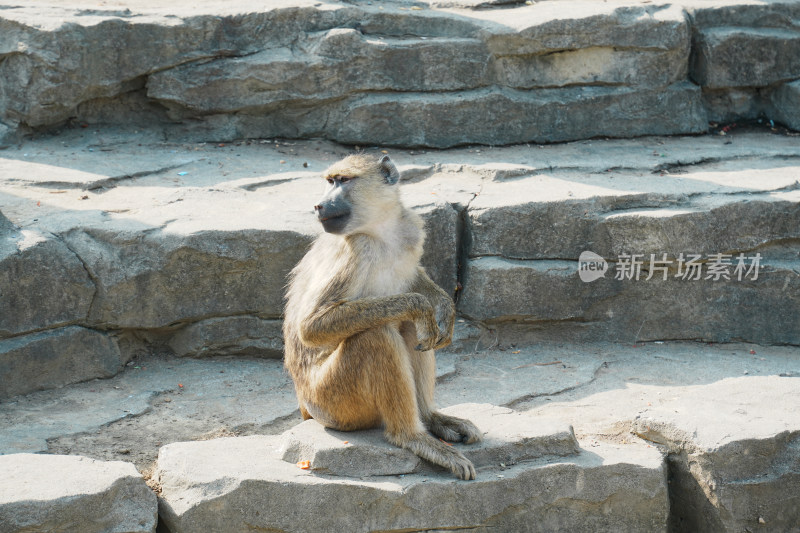 岩石上的黄狒狒