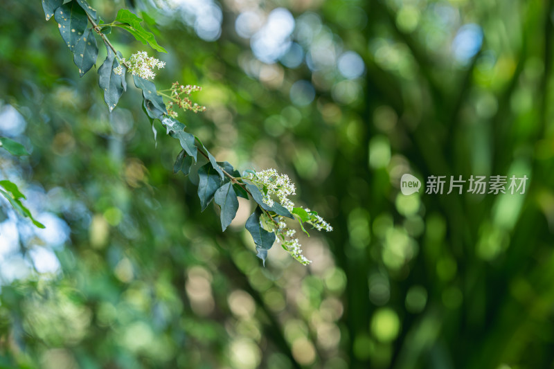 小蜡树上的白色花朵