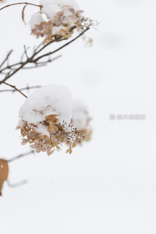 冬天白雪覆盖的野草