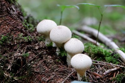 野生菌野生菌蘑菇生长环境菌类山菌