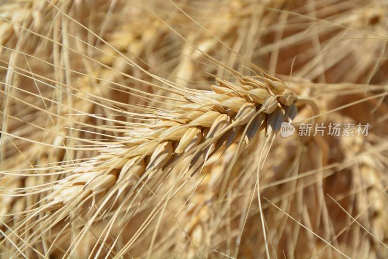 小麦，麦子，图片