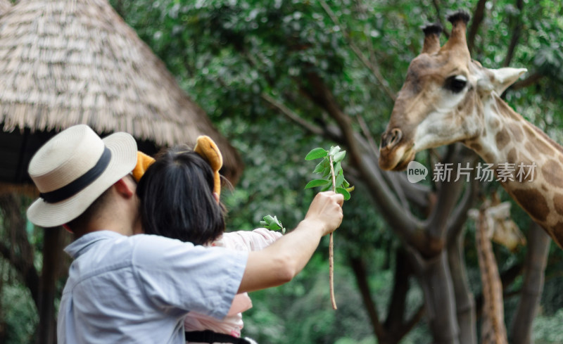 中国爸爸带着女儿在动物园游玩喂长颈鹿