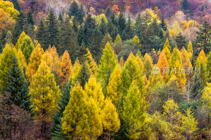 长白山景区秋天五彩的森林秋色