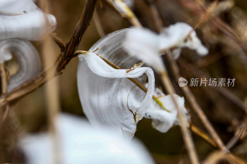 重庆酉阳：冻雨.冰花.鸟