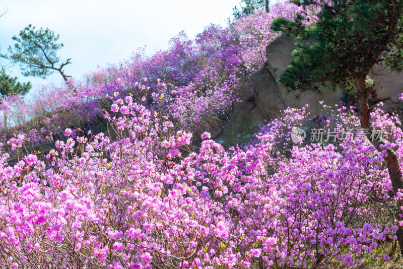 青岛大珠山杜鹃花风光