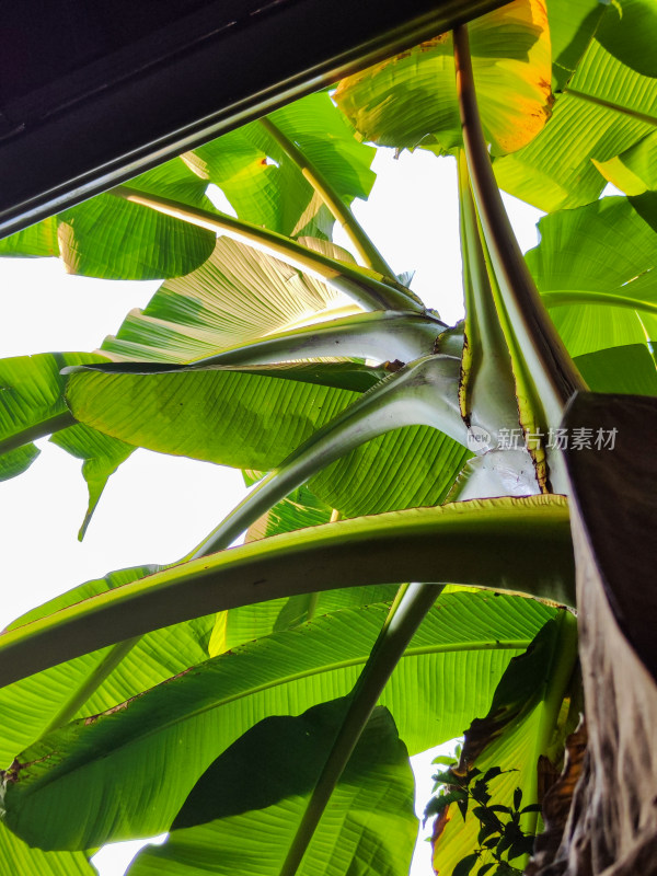 庭院中芭蕉树与竹编建筑