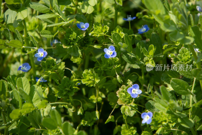 春天野外绿叶丛中的蓝色小花花海