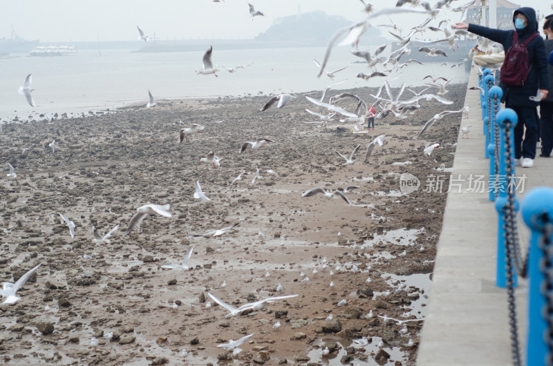 青岛栈桥上的海鸥和游客