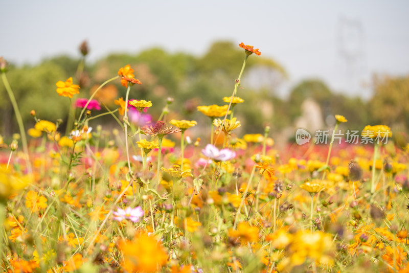 上海嘉北郊野公园花海