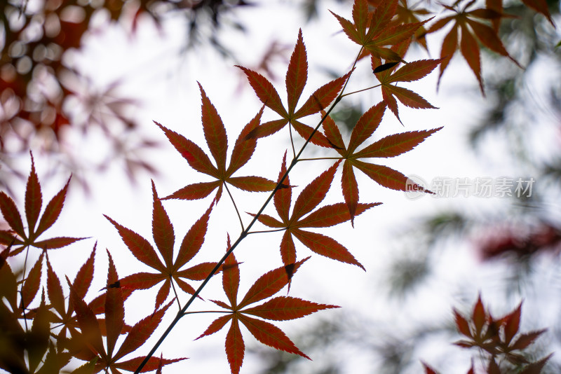 红枫叶特写展现自然之美