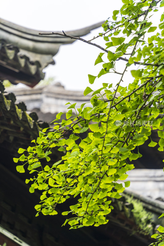 苏州西园寺，逆光下绿油油的银杏树叶与建筑