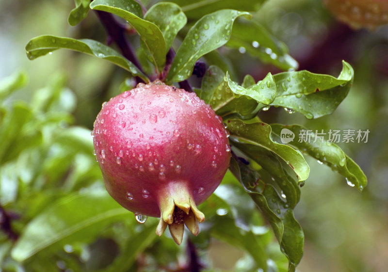 山东枣庄冠世榴园挂满雨珠的石榴果实