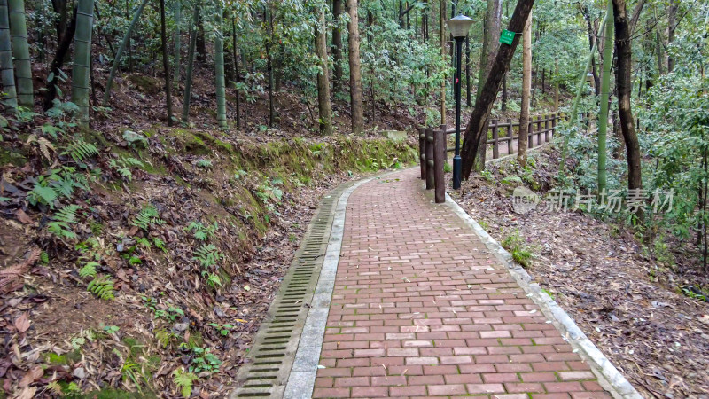 湖南怀化中坡山国家森林公园摄影图