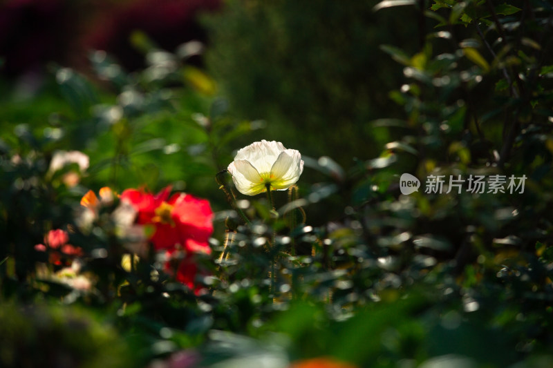 春天的花朵