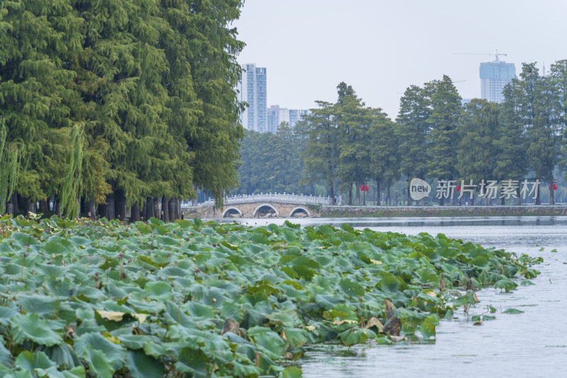 武汉东湖国家湿地公园风光