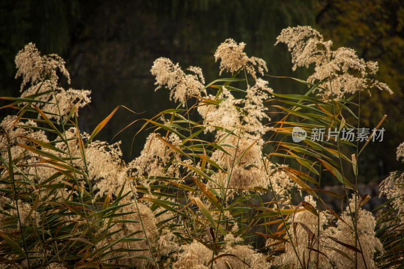 秋日金色芦苇荡