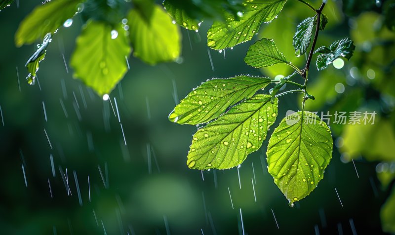 春雨植物绿叶绿色树叶小雨生态背景