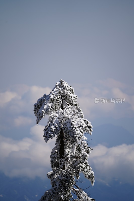 四川眉山瓦屋山景区冬日树枝上的冰雪