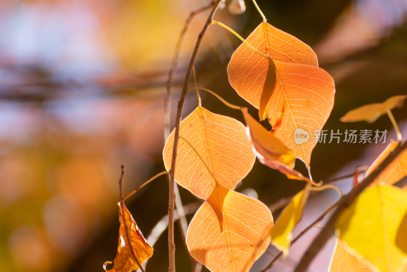 秋季金黄的树叶