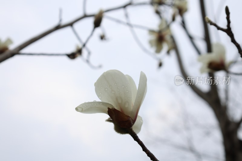 带水珠的白色玉兰花特写