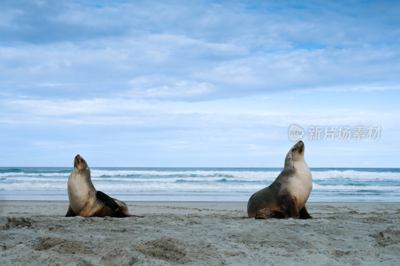 海滩上的两只海狮